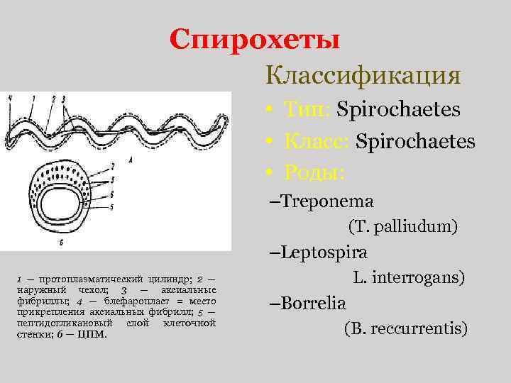 Спирохеты Классификация • Тип: Spirochaetes • Класс: Spirochaetes • Роды: –Treponema (T. palliudum) –Leptospira