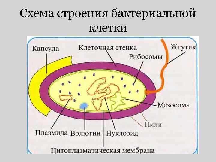 Схема строения бактериальной клетки 