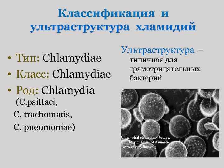 Классификация и ультраструктура хламидий • Тип: Chlamydiaе • Класс: Chlamydiae • Род: Chlamydia (С.