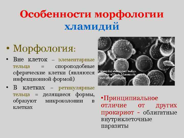 Особенности морфологии хламидий • Морфология: • Вне клеток – элементарные тельца = спороподобные сферические