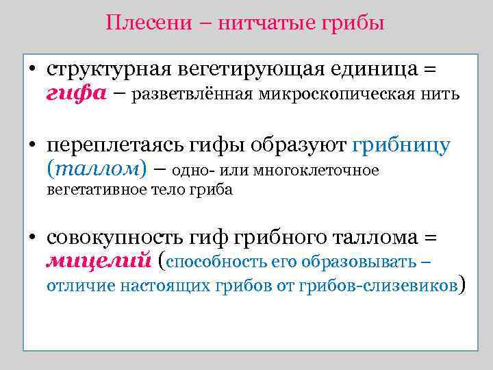 Плесени – нитчатые грибы • структурная вегетирующая единица = гифа – разветвлённая микроскопическая нить