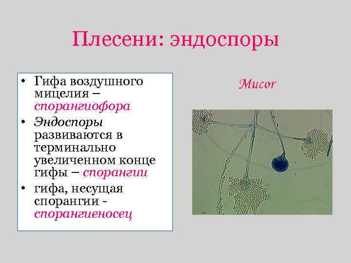 Плесени: эндоспоры • Гифа воздушного мицелия – спорангиофора • Эндоспоры развиваются в терминально увеличенном