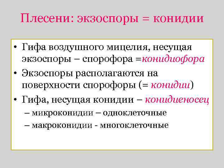 Плесени: экзоспоры = конидии • Гифа воздушного мицелия, несущая экзоспоры – спорофора =конидиофора •