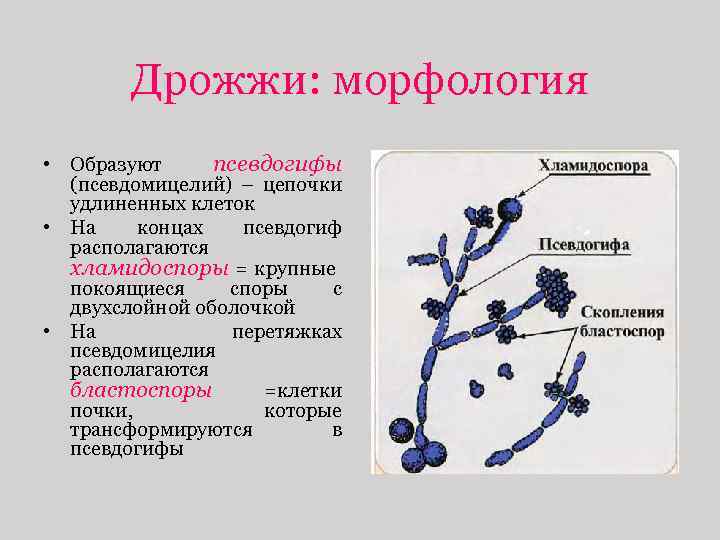 Дрожжи: морфология • Образуют псевдогифы (псевдомицелий) – цепочки удлиненных клеток • На концах псевдогиф