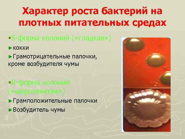 Характер роста бактерий на плотных питательных средах §S-форма колоний ( «гладкая» ) ►кокки ►Грамотрицательные