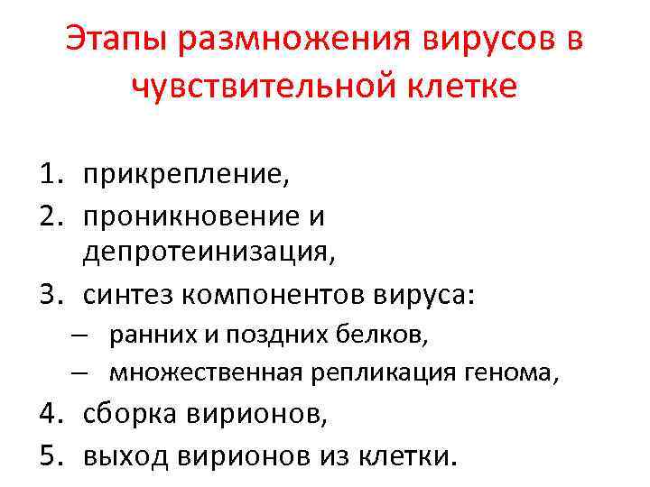 Этапы размножения вирусов в чувствительной клетке 1. прикрепление, 2. проникновение и депротеинизация, 3. синтез