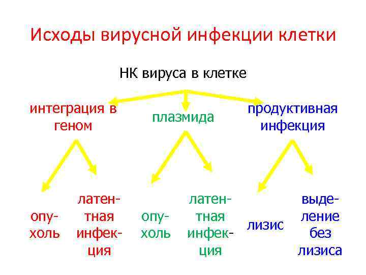 Исходы вирусной инфекции клетки НК вируса в клетке интеграция в геном опухоль латентная инфекция