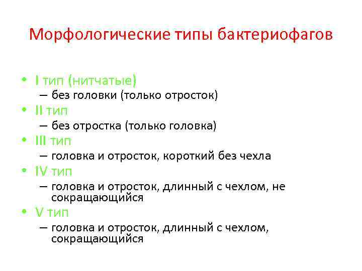 Морфологические типы бактериофагов • I тип (нитчатые) – без головки (только отросток) • II