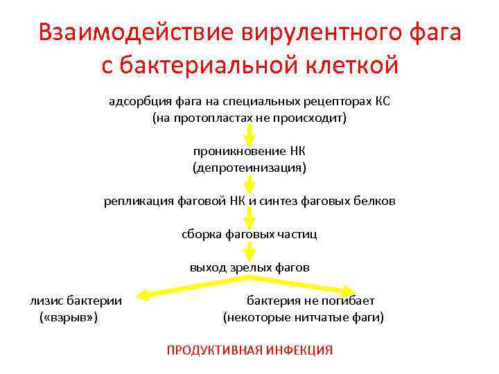 Взаимодействие вирулентного фага с бактериальной клеткой адсорбция фага на специальных рецепторах КС (на протопластах