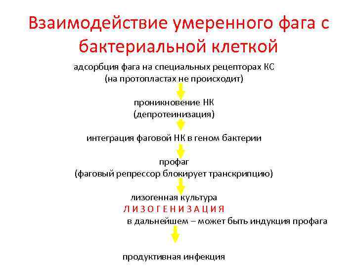 Взаимодействие умеренного фага с бактериальной клеткой адсорбция фага на специальных рецепторах КС (на протопластах