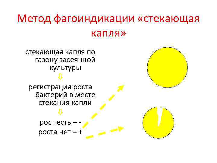 Метод фагоиндикации «стекающая капля» стекающая капля по газону засеянной культуры регистрация роста бактерий в