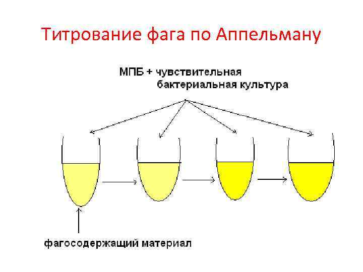 Титрование фага по Аппельману 