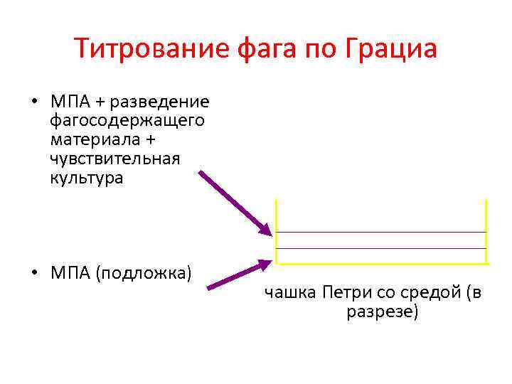 Титрование фага по Грациа • МПА + разведение фагосодержащего материала + чувствительная культура •