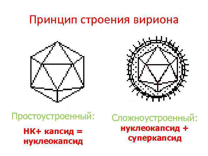 Принцип строения вириона Простоустроенный: НК+ капсид = нуклеокапсид Сложноустроенный: нуклеокапсид + суперкапсид 