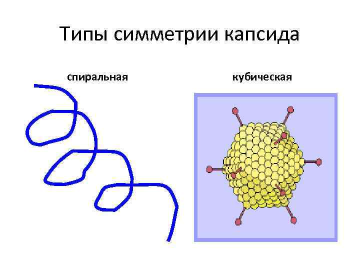 Типы симметрии капсида спиральная кубическая 