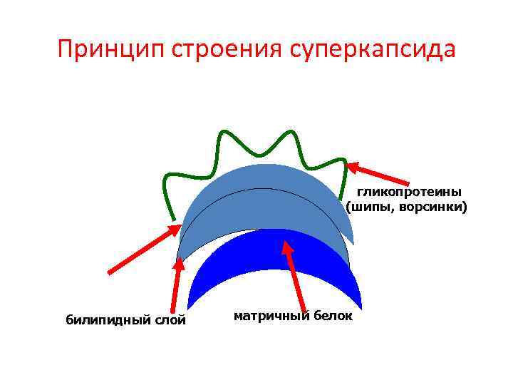 Принцип строения суперкапсида гликопротеины (шипы, ворсинки) билипидный слой матричный белок 