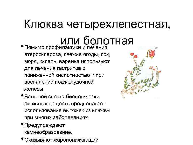 Клюква четырехлепестная, или болотная • Помимо профилактики и лечения • • • атеросклероза, свежие