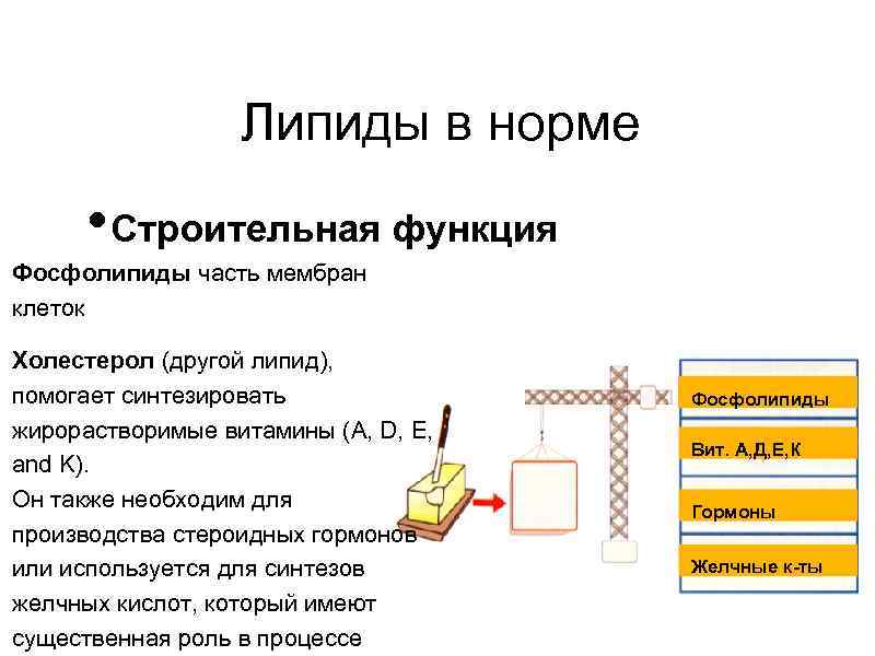 Липиды в норме • Строительная функция Фосфолипиды часть мембран клеток Холестерол (другой липид), помогает