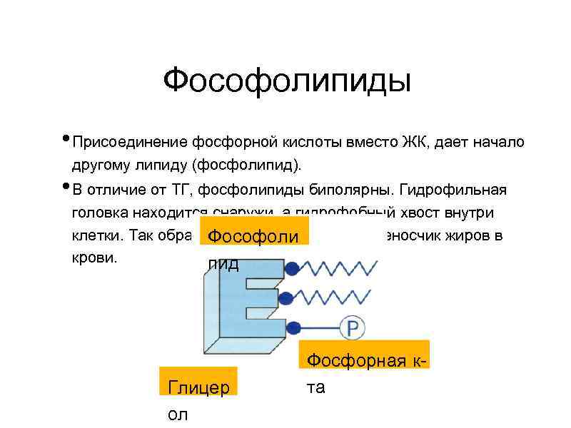 Фософолипиды • Присоединение фосфорной кислоты вместо ЖК, дает начало другому липиду (фосфолипид). • В