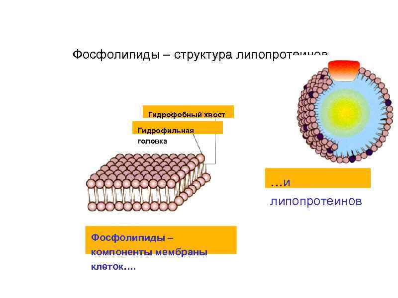 Компоненты мембраны. Фосфолипиды структурные элементы. Фосфолипиды гидрофильная головка. Фосфолипиды компоненты. Гидрофобные части фосфолипидов мембраны.