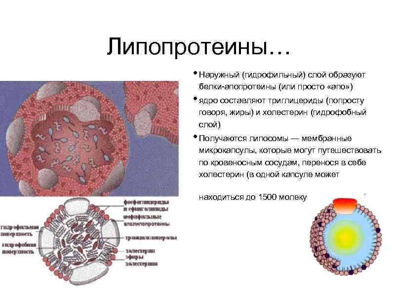 Липопротеин альфа повышен. Липопротеины. АПО А АПО В липопротеины. Атеросклероз образуется из липопротеинов. Гидрофобное ядро липопротеинов.