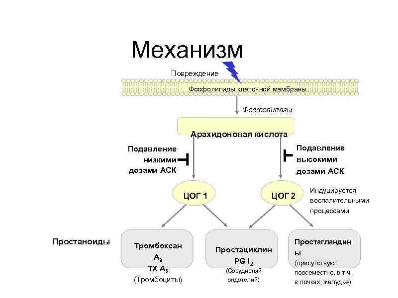 Механизм Повреждение Фосфолипиды клеточной мембраны Фосфолипазы Арахидоновая кислота Подавление высокими дозами АСК Подавление низкими