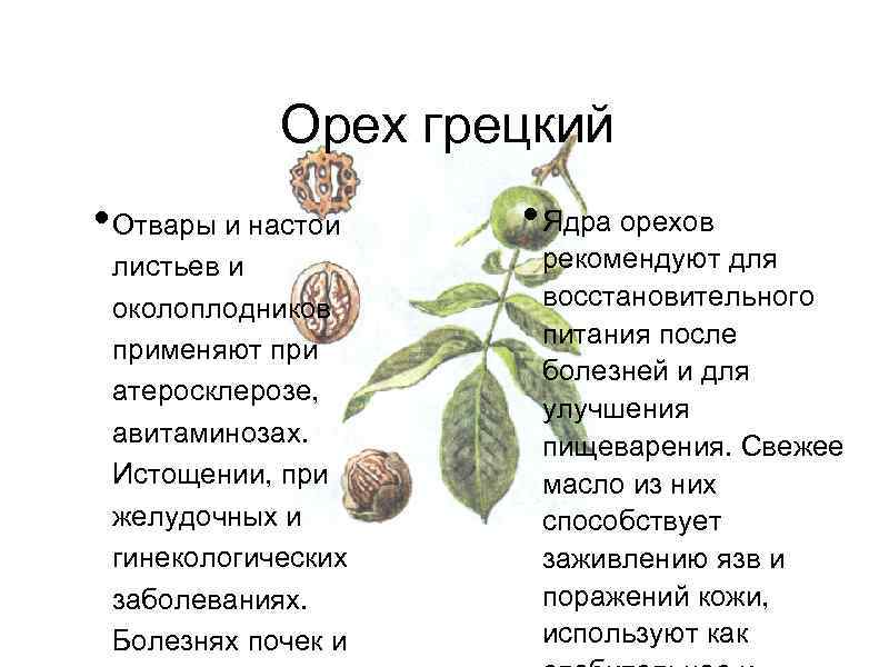 Орех грецкий • Отвары и настои листьев и околоплодников применяют при атеросклерозе, авитаминозах. Истощении,