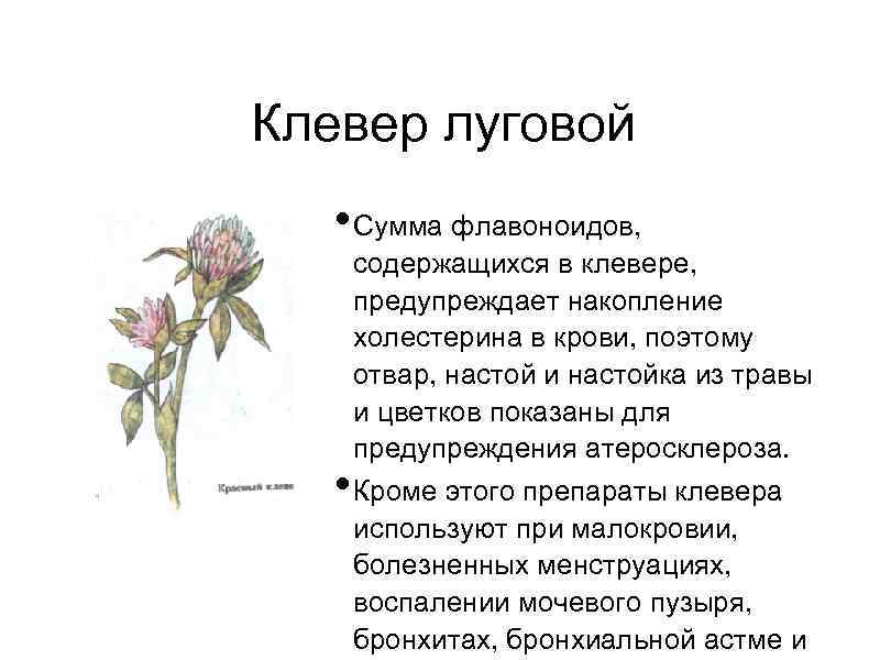 Клевер луговой • Сумма флавоноидов, • содержащихся в клевере, предупреждает накопление холестерина в крови,