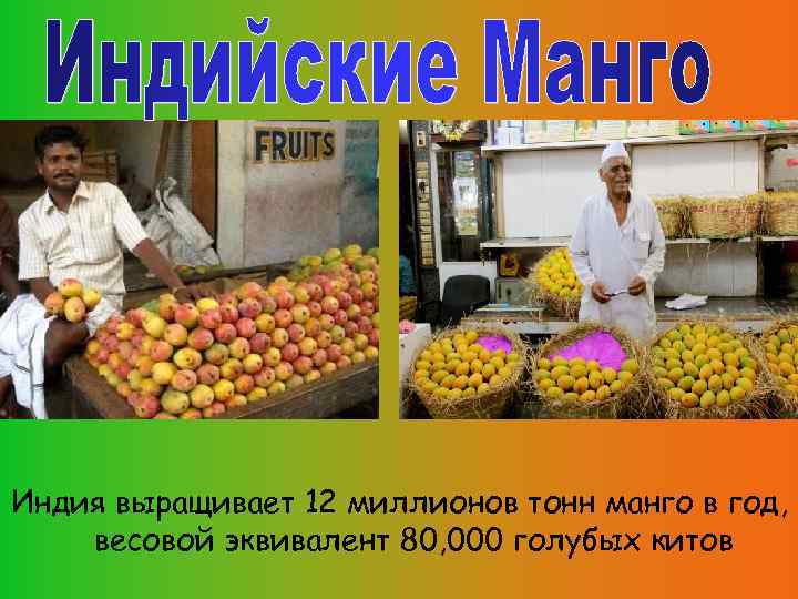 Индия выращивает 12 миллионов тонн манго в год, весовой эквивалент 80, 000 голубых китов