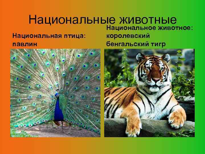 Национальные животные Национальное животное: Национальная птица: павлин королевский бенгальский тигр 