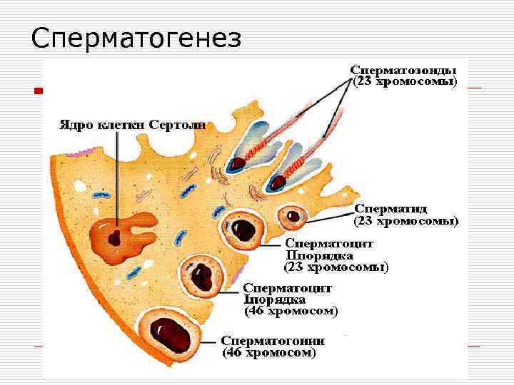 Схема репродукции герпесвируса