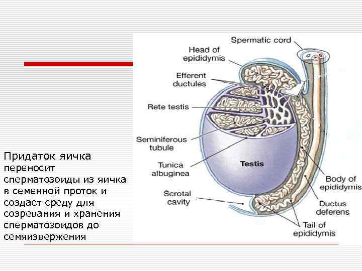Придаток яичка переносит сперматозоиды из яичка в семенной проток и создает среду для созревания
