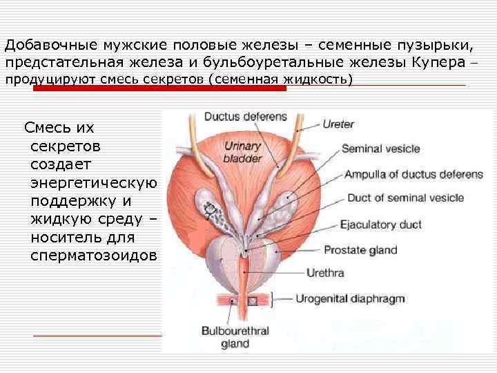 Добавочные мужские половые железы – семенные пузырьки, предстательная железа и бульбоуретальные железы Купера –