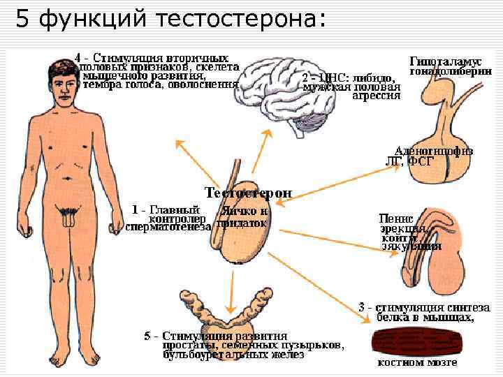 5 функций тестостерона: 