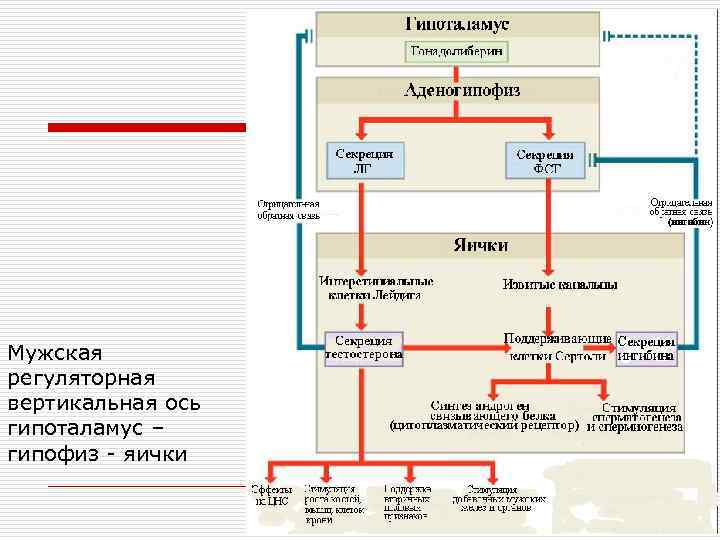 Мужская регуляторная вертикальная ось гипоталамус – гипофиз - яички 