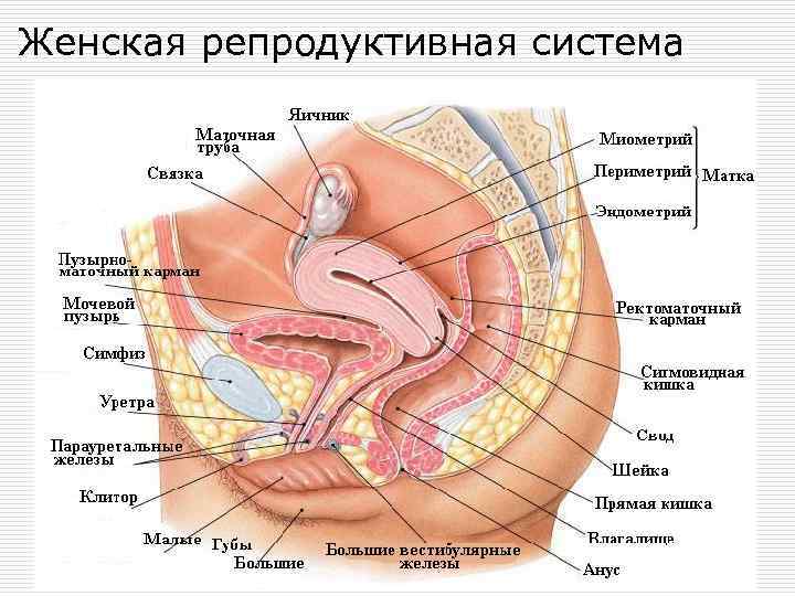 Женская репродуктивная система 