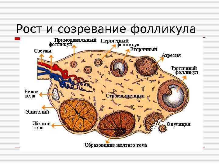 Рост и созревание фолликула 