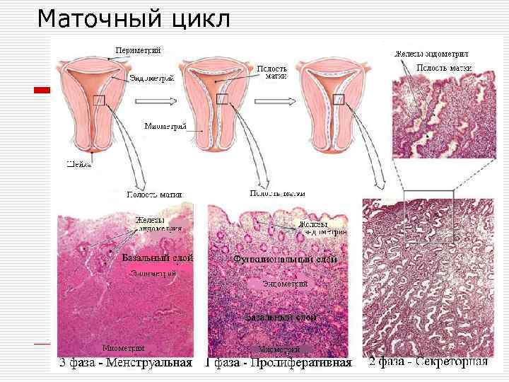 Маточный цикл 