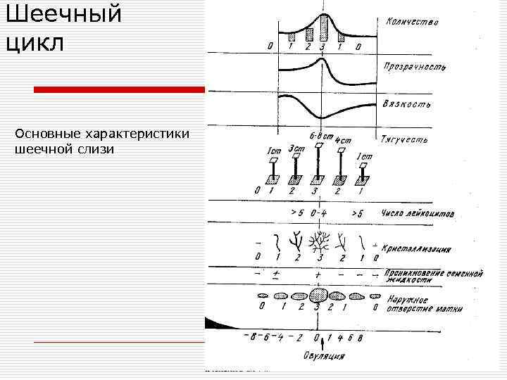 Шеечный цикл Основные характеристики шеечной слизи 