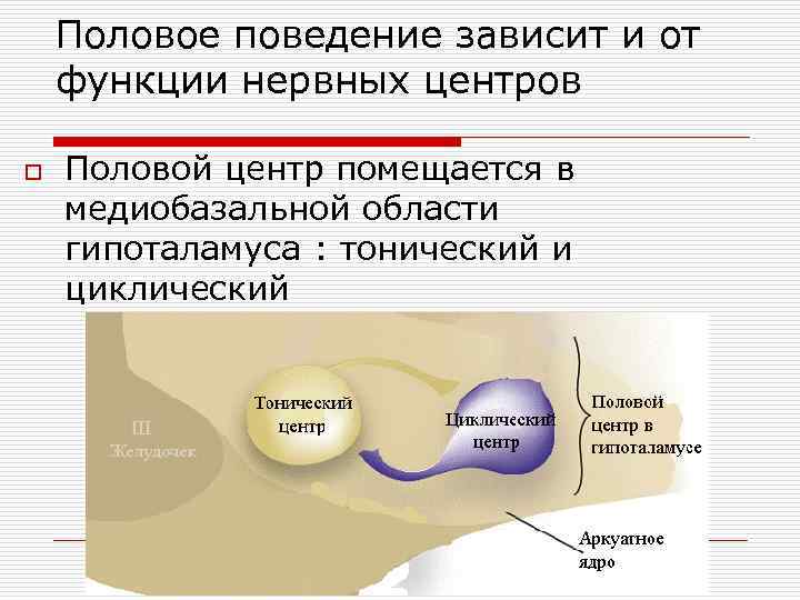 Половое поведение зависит и от функции нервных центров o Половой центр помещается в медиобазальной