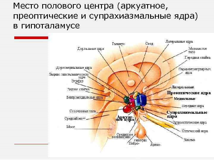 Место полового центра (аркуатное, преоптические и супрахиазмальные ядра) в гипоталамусе 