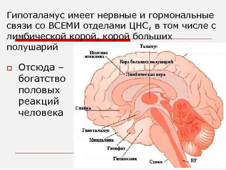 Гипоталамус имеет нервные и гормональные связи со ВСЕМИ отделами ЦНС, в том числе с