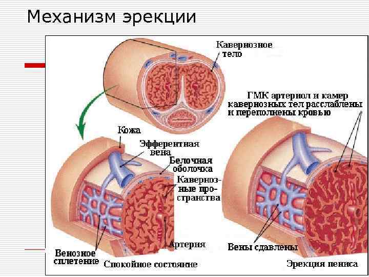 Механизм эрекции 