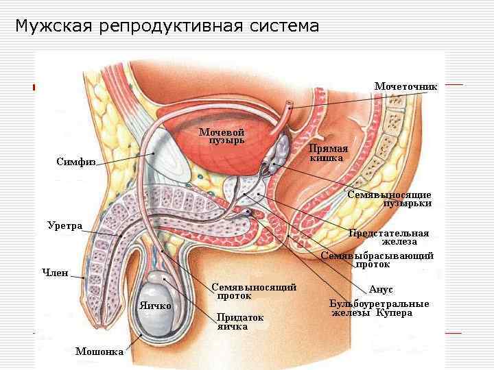 Схема мужской репродуктивной системы