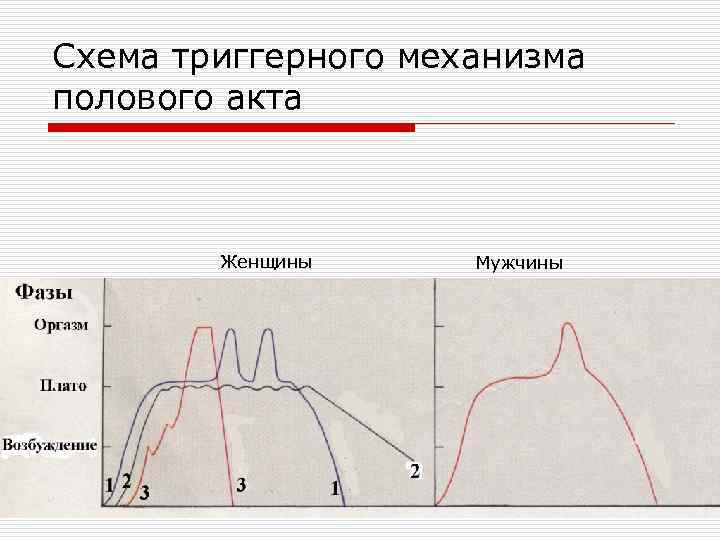 Схема триггерного механизма полового акта Женщины Мужчины 