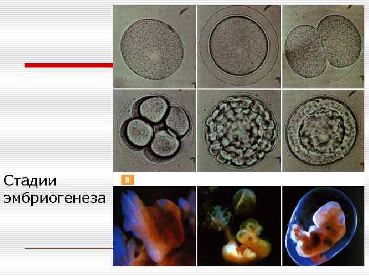 Стадии эмбриогенеза 