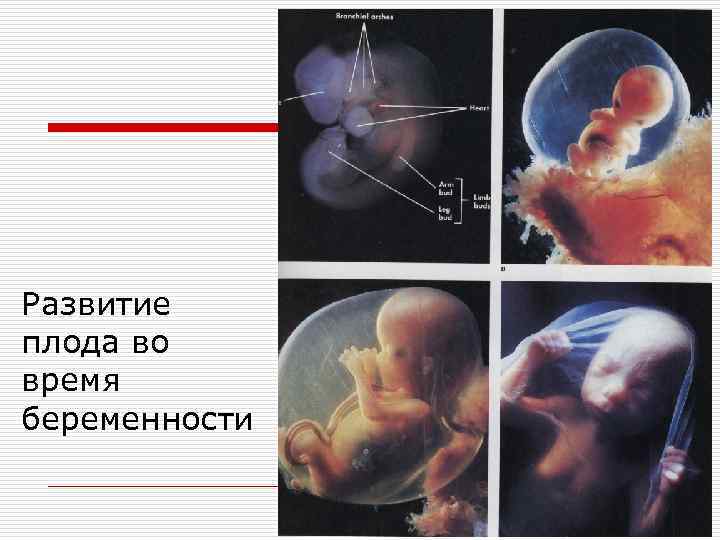 Развитие плода во время беременности 