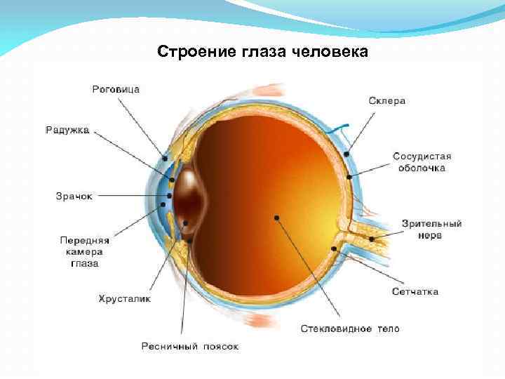 Реферат: Глаз как оптическая система