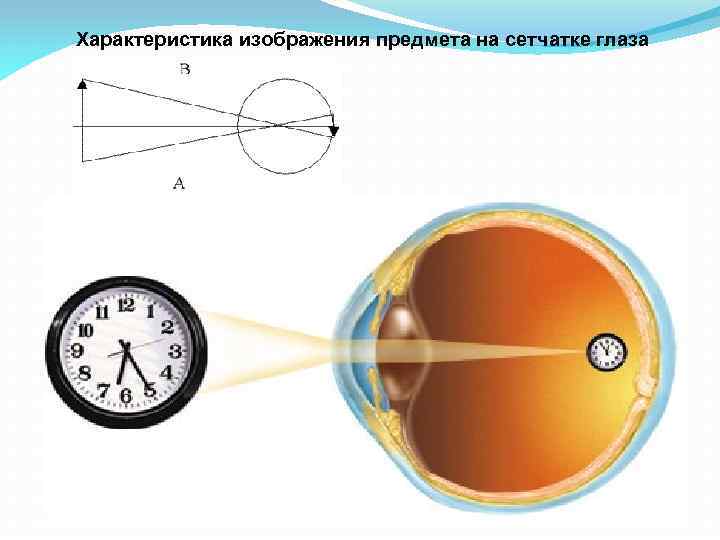 Доклад по физике на тему зрение
