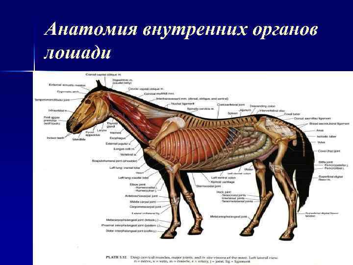 Схема артерий головы лошади